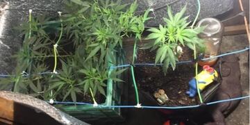 Buscaban elementos robados y hallaron ocho plantas de marihuana