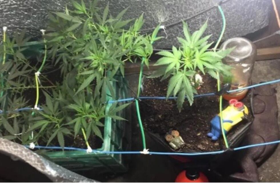 Buscaban elementos robados y hallaron ocho plantas de marihuana