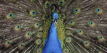 A peacock is seen in a park in the town of Batrun north of Beirut on April 7, 2012\u002E AFP PHOTO/JOSEPH EID\r\n libano beirut pavo real animales