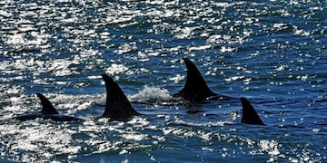 An orca whale hunts sea lion pups on a beach at Punta Norte, Valdes Peninsula, Argentina on Tuesday, April 17, 2018\u002E The orcas' predatory ritual occurs annually in the Southern Atlantic coast in March and April, coinciding with the development of the sea lions when the young cubs are learning to swim\u002E(AP Photo/Daniel Feldman) Peninsula Valdes Peninsula Valdes las orcas deslumbran con su tecnica para cazar lobitos marinos cazando focas con metodo de varamiento intencional
