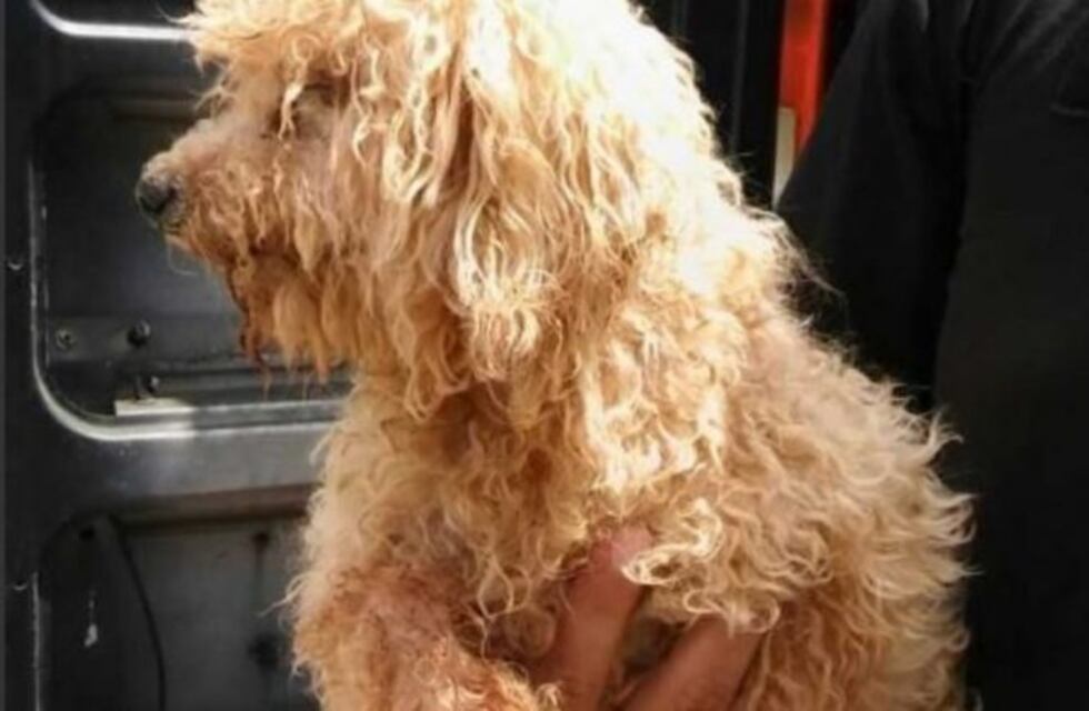 Clausuraron un criadero ilegal de caniches en Liniers