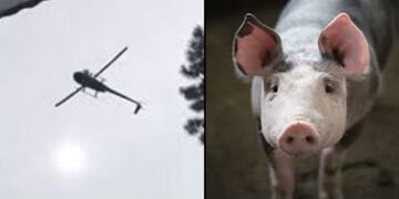 Cerdo arrojado desde helicóptero