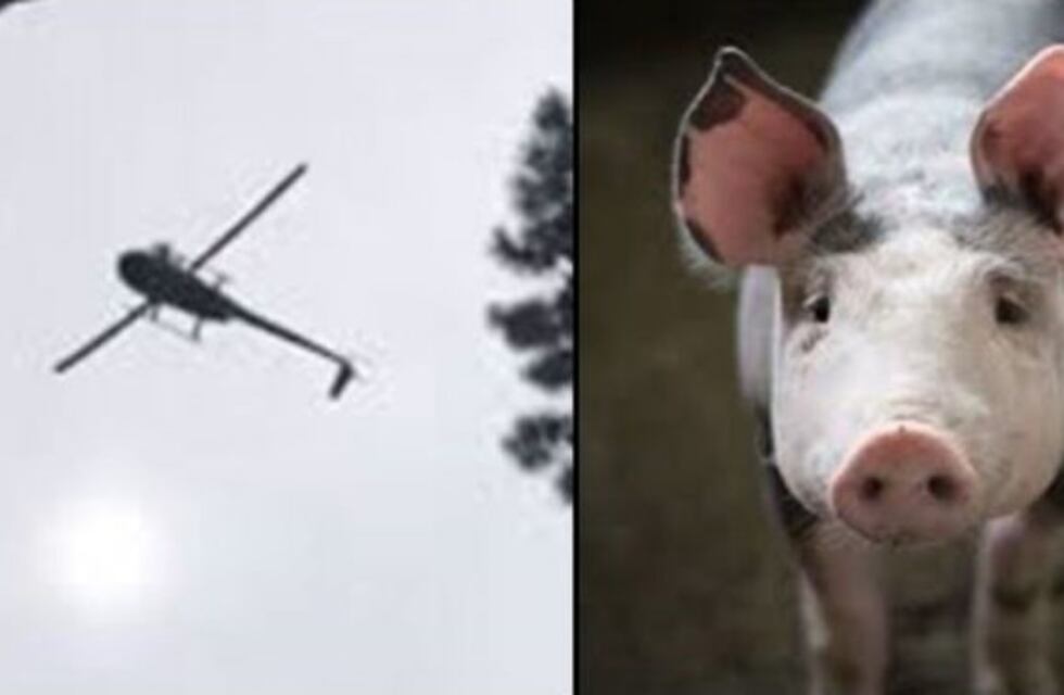 Federico Álvarez Castillo admitió haber grabado el video del animal cayendo desde un helicóptero