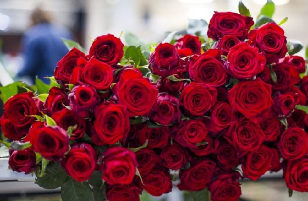 Estudian el potencial bioactivo de los pétalos de rosas para su uso en alimentos