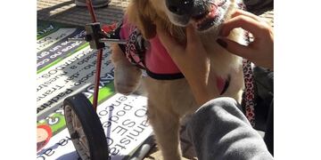 Facebook: De Patitas en la calle\u002E