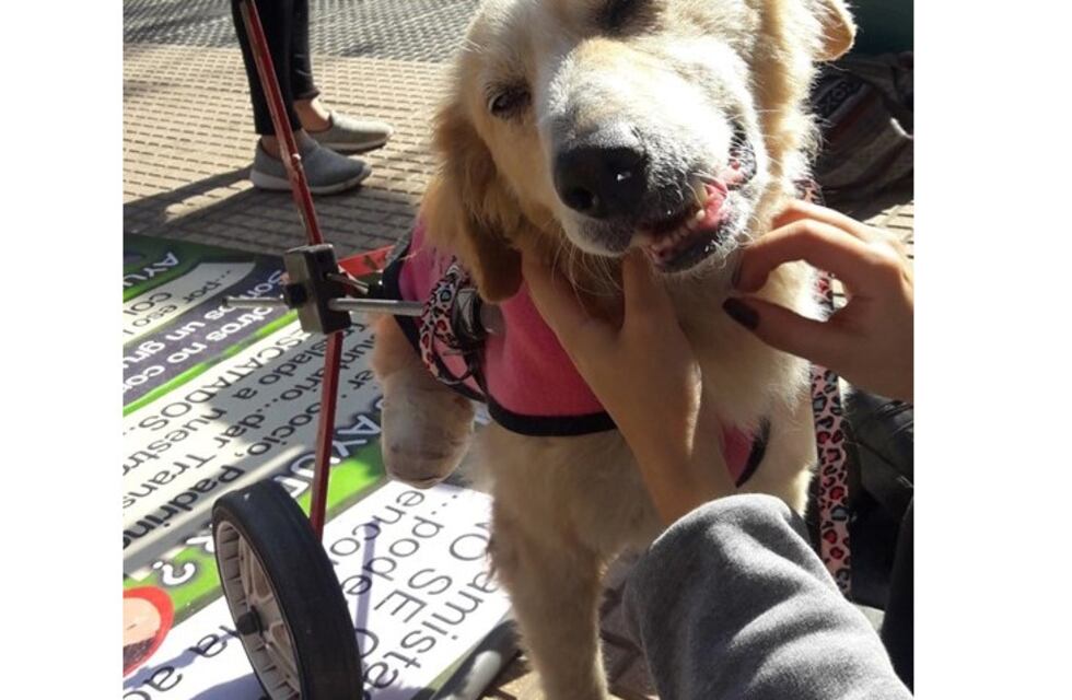 "Rodando por la vida": un encuentro para perritos con discapacidad