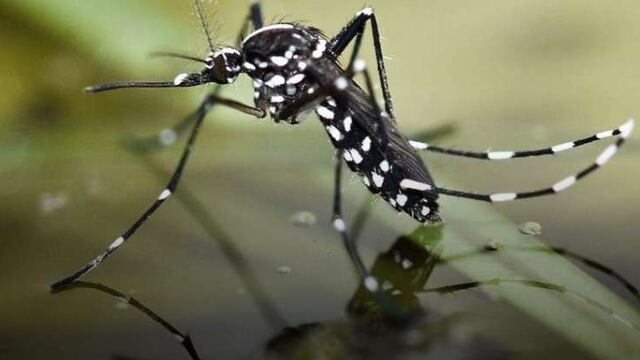 Nuevo caso de dengue autóctono en San Luis
