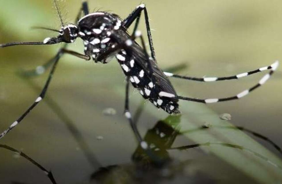 Detectaron el primer caso autóctono de dengue en San Luis