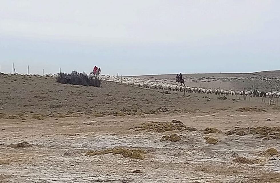 Allanan una estancia por robo de ganado y secuestran 500 ovejas
