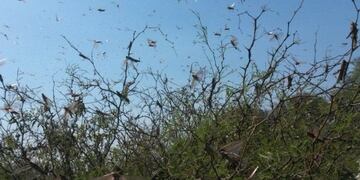 Plaga de Langostas en el sur de Córdoba