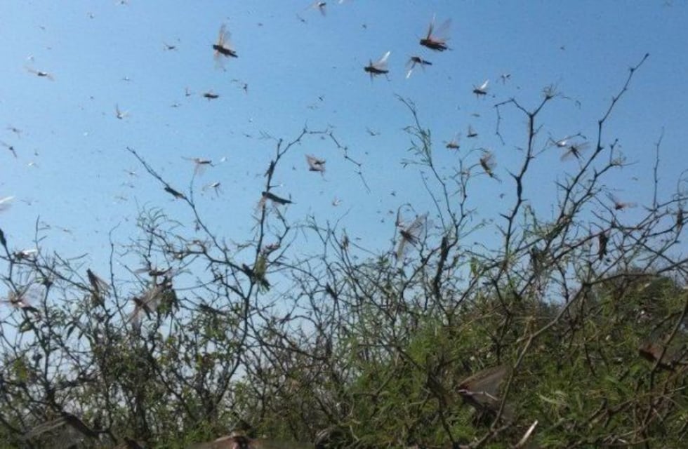 Intensifican los monitoreos y controles para bajar el nivel de plagas de langostas en Córdoba y otras provincias