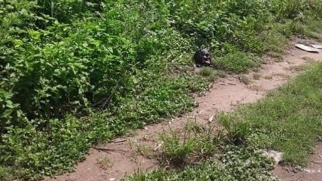 Cráneo hallado en Palma Sola, Jujuy