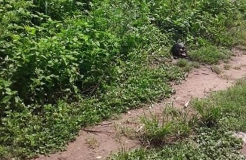 Horror y misterio por el hallazgo de un cráneo en descomposición