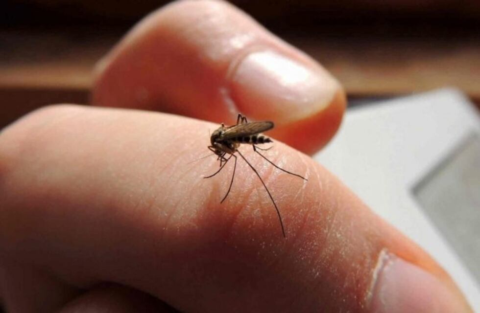 Dengue: Se confirmó un nuevo caso y los contagiados ya son 20