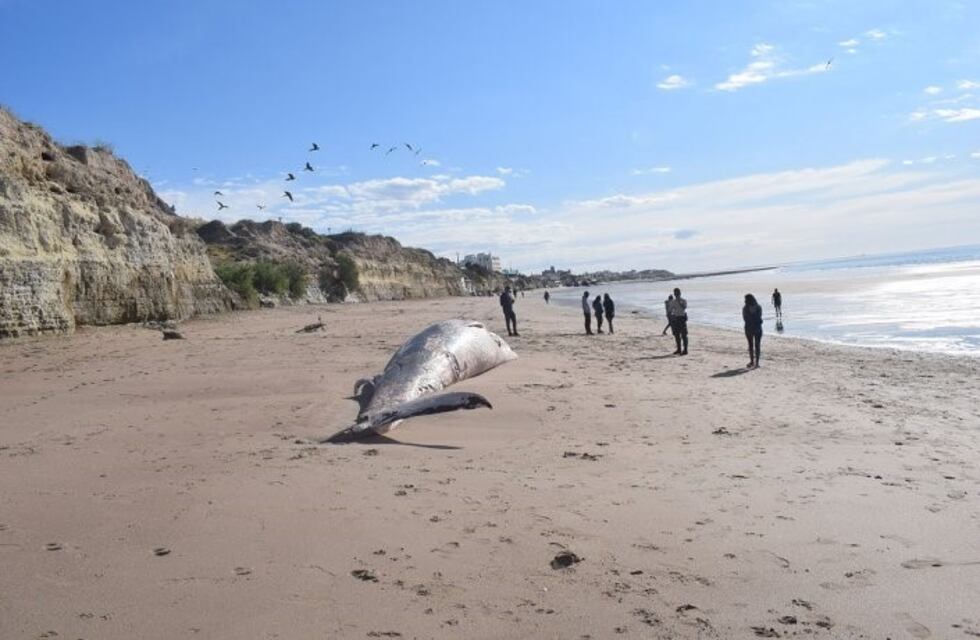 Encontraron una ballena muerta en las playas de Las Grutas