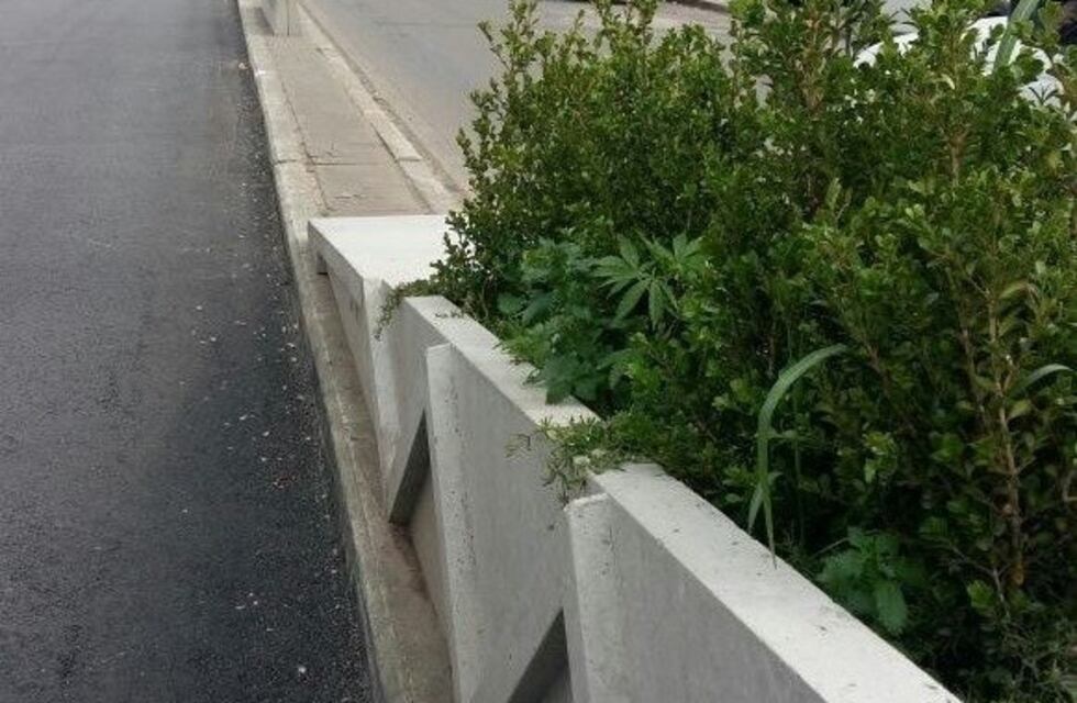 Hallaron plantas de marihuana en el cantero central de la principal avenida de San Lorenzo