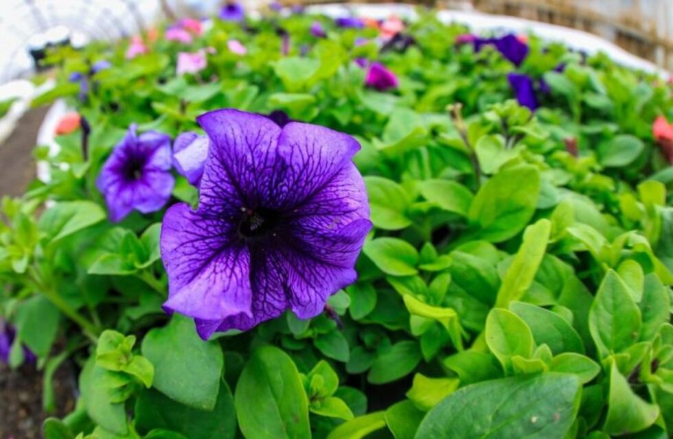 Río Grande: comenzó el parquizado y embellecimiento de la ciudad