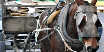 Tracción a sangre\u002E