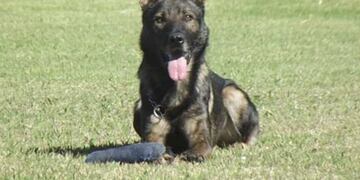 Alcón es un perro alemán que ayudó a resolver más de 20 casos policiales en Argentina\u002E