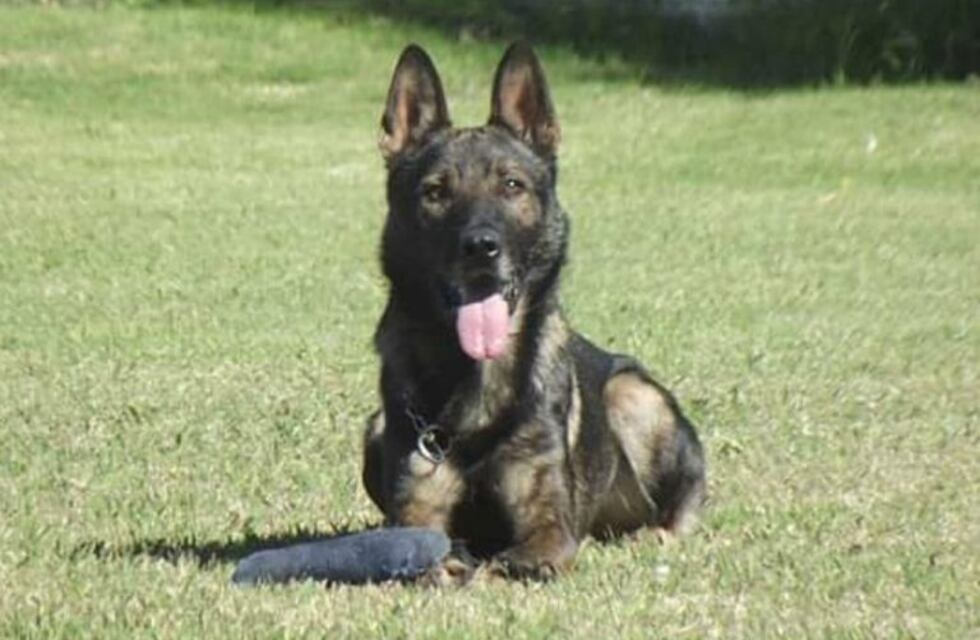 Murió Alcón, el perro policía que ayudó a resolver más de veinte crímenes