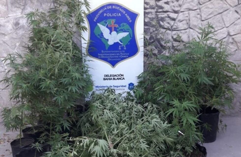 23 plantas de marihuana encontradas durante un allanamiento