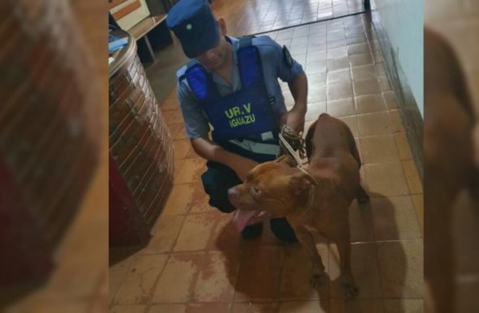 Un pitbull quedó bajo custodia policial por atemorizar a vecinos