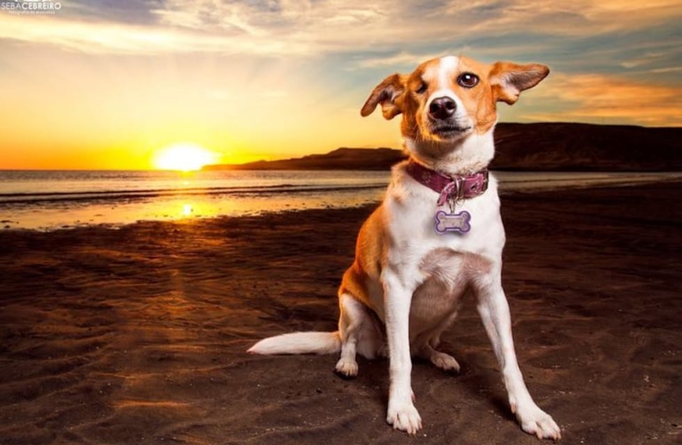 Día del Perro Callejero: la historia de Tuerti y cómo el fotógrafo que la rescató se dedicó a las mascotas