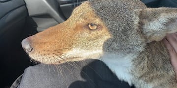 Una joven rescató a un perro herido pero resultó ser un coyote salvaje (Foto: Twitter)