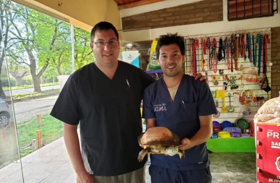 Final feliz: le dieron "alta ambulatoria" a la tortuga que sufrió maltrato en Alta Gracia