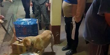 Érika es un can natinarcóticos adiestrado por Gendarmería\u002E (@gendarmeria)