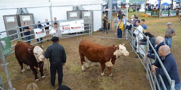 Ganaderia Expoagro 2020