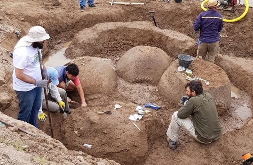 Impactante hallazgo: un equipo de investigadores trabaja en la extracción de cuatro gliptodontes en Bolívar