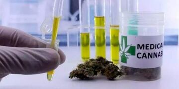 Investigadores platenses analizan los beneficios del aceite de cannabis en perros con epilepsia