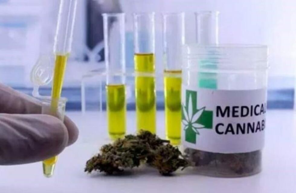 Investigadores platenses analizan los beneficios del aceite de cannabis en perros con epilepsia