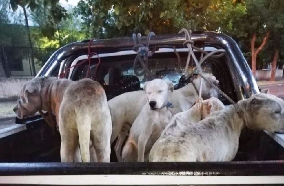 En una semana darán en adopción a los dogos maltratados en San Luis