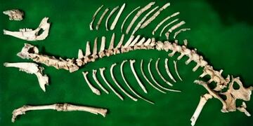 Descubren cerca de San Pedro el ejemplar de ciervo fósil más completo de Argentina\u002E (Web)