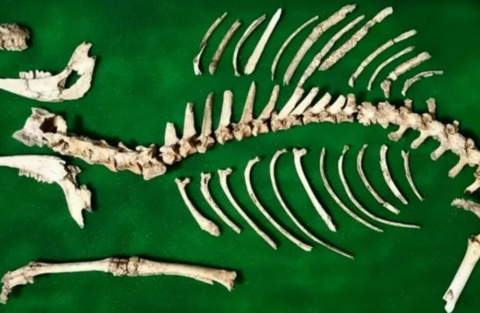 San Pedro: descubren un ejemplar de ciervo fósil más completo de Argentina