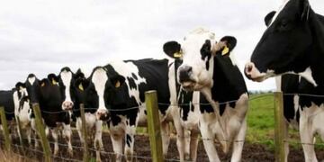 Exportarán vacunas antiaftosa a Corea del Sur
