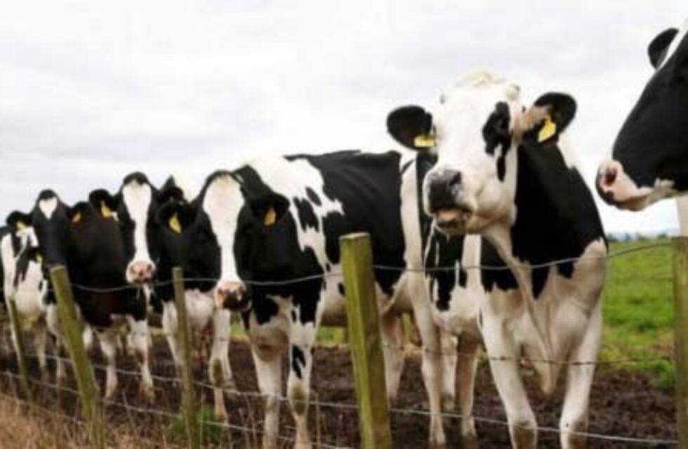 El lunes comienza la campaña contra la fiebre aftosa en la provincia