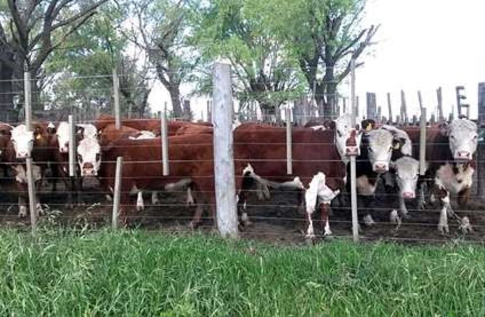 Ofrecerán bonificaciones a productores santafesinos que compren ganado en Rafaela y San Justo