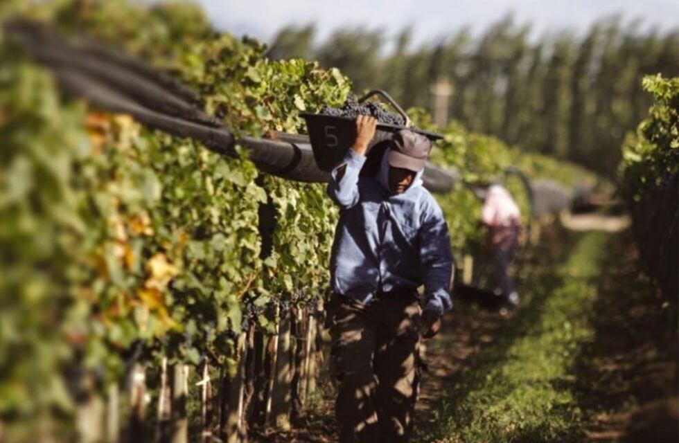Avanzan los proyectos para ampliar derechos de contratistas y trabajadores de viña