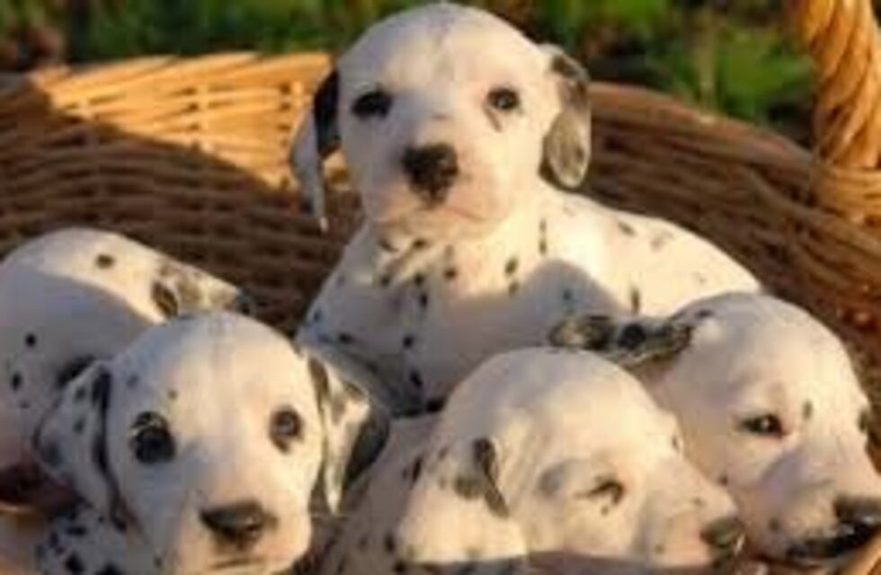 Abandonaron a cuatro cachorros y murieron sofocados por el calor