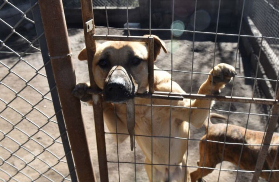 Se realiza la reunión para conformar la Comisión del Refugio Canino en Arroyito
