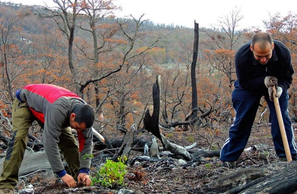 Aprueban el plan de restauración de bosques nativos para Tierra del Fuego