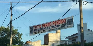 Adrián, de barrio Cura, decidió ofrecer 10 mil pesos de recompensa a quien el traiga su mascota\u002E (@robertocaferra)