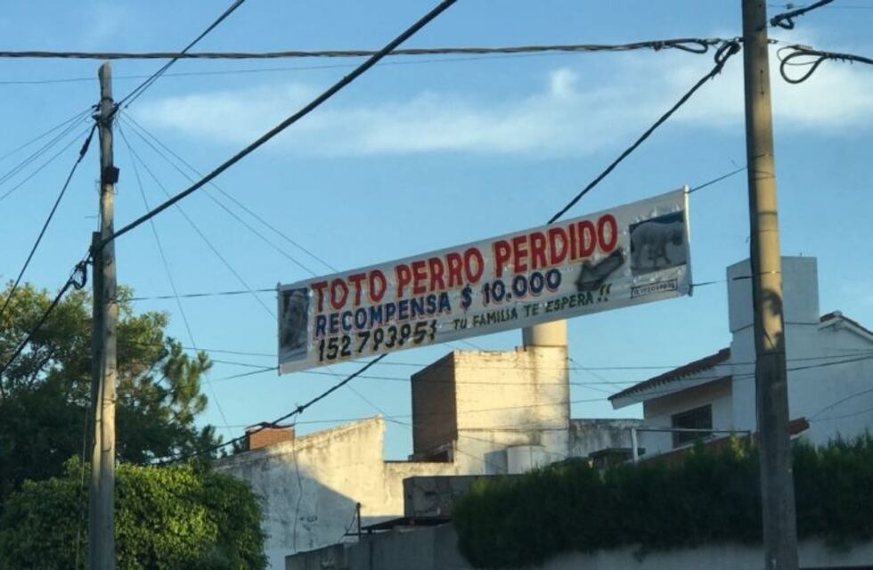 Rosarino desesperado por la desaparición de su caniche está dispuesto a todo para que aparezca