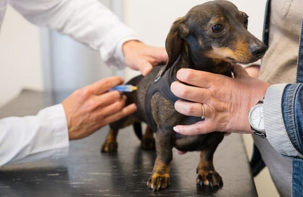 Día Mundial sin Rabia: la Muni  vacunará y desparasitará gratis a mascotas