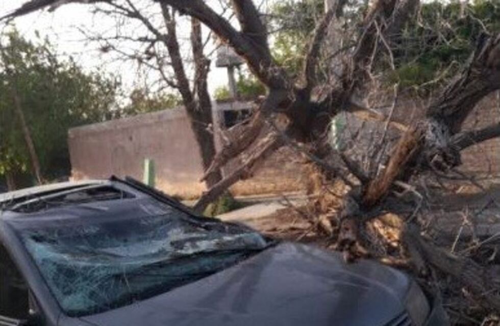 San Juan: por un fuerte viento hay cortes de luz, árboles caídos e incendios