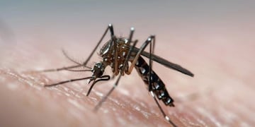 Confirmaron siete casos de Dengue en Mendoza\u002E