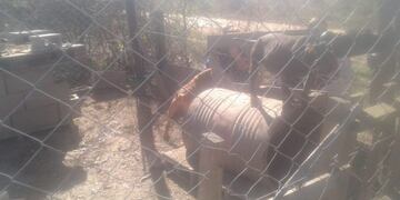 Allanamiento por secuestro de perros\u002E Anisacate\u002E